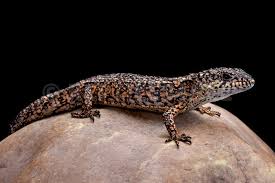 Roughneck Alligator Lizard